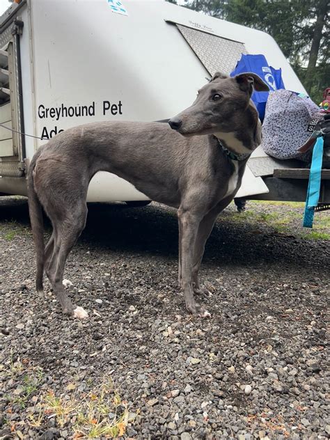 Greyhound Pet Adoption Northwest.